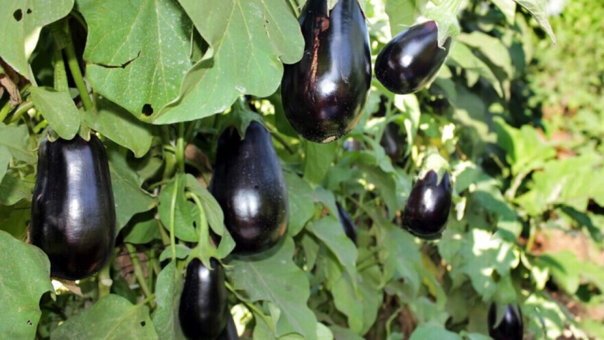 Proizvodnja rasada patlidžana: Sjetva kreće krajem februara i traje do aprila