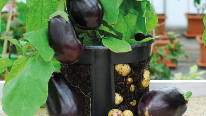 Patlidžan i krumpir u jednoj biljci - moguće!