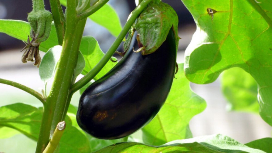 Krumpirova zlatica poharala patlidžan, kako ga zaštititi?