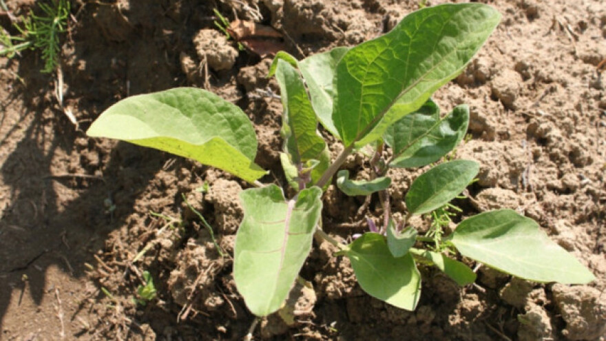 Kako proizvesti rasad patlidžana?