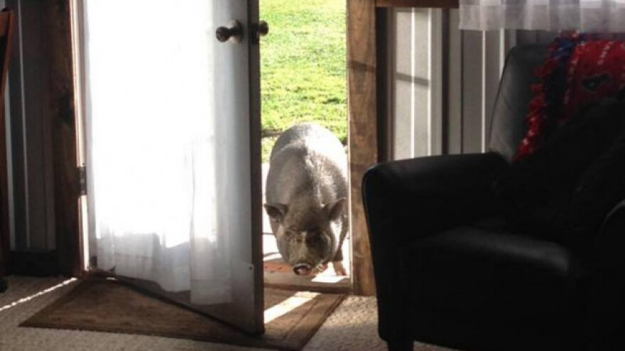 Životinje preživjele uragan, farmer plakao od sreće