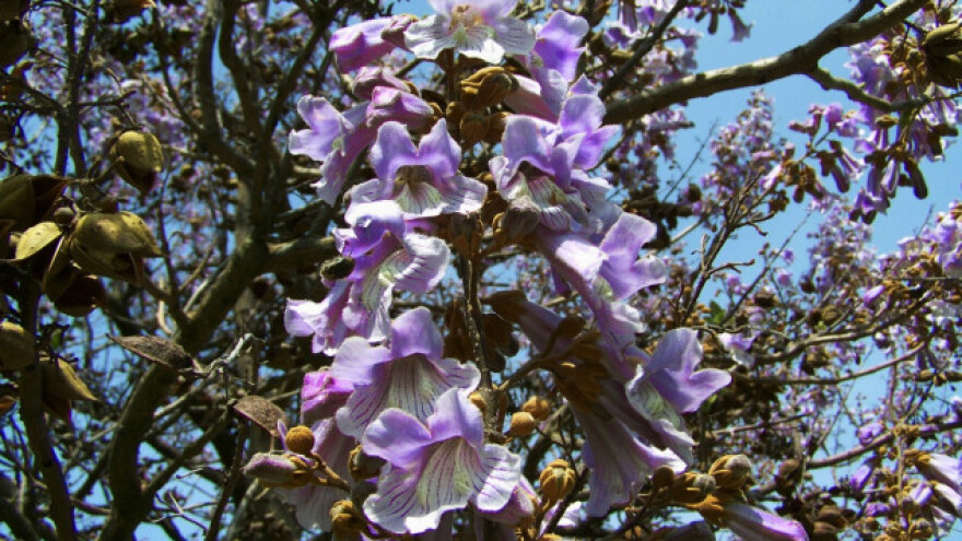 1000 sadnica paulovnije raste u Mladenovu