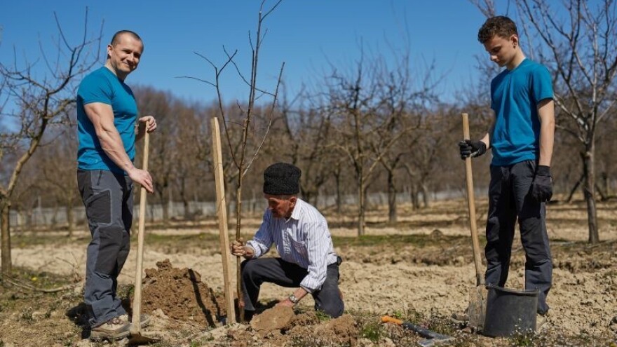 Brzorastuće drvo sadi i Spačva