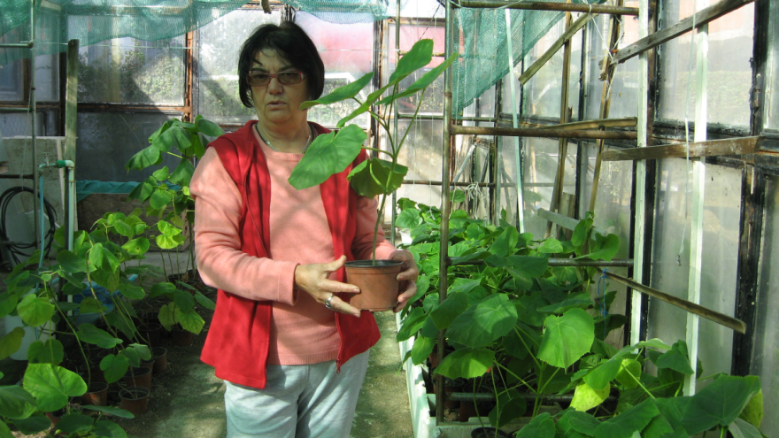 Uzgoj drveta budućnosti kao penzionerski hobi!