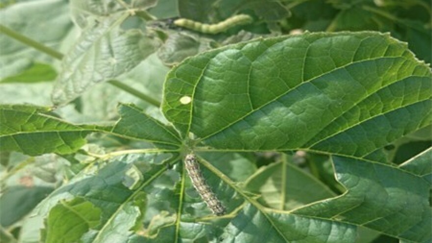 Nepoznate gusjenice napadaju paulovniju