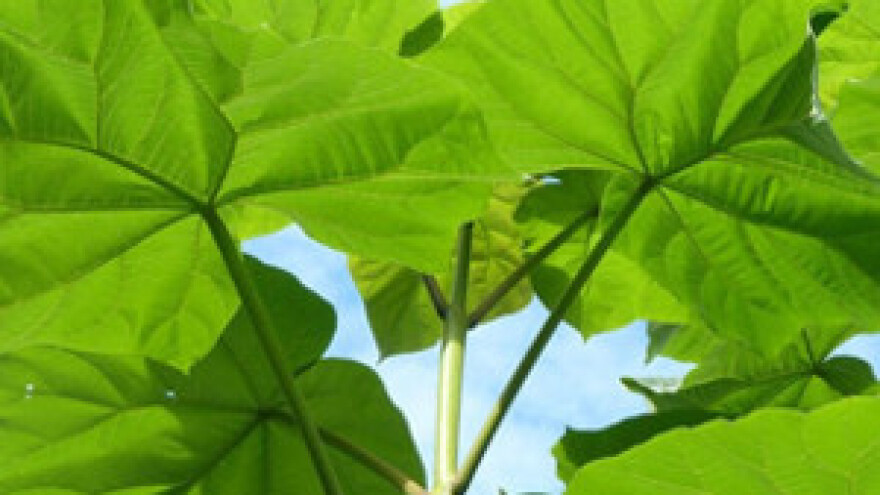 Investirajte pametno! Paulovnija.