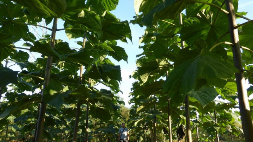 Novost na tržištu - alatka za sadnju paulovnije