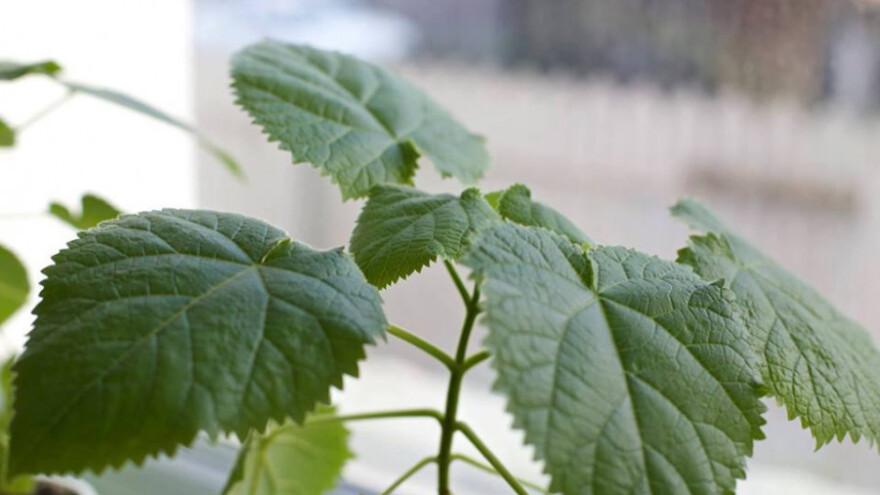 Paulovnija Vitez traži radnice za pakiranje sadnica