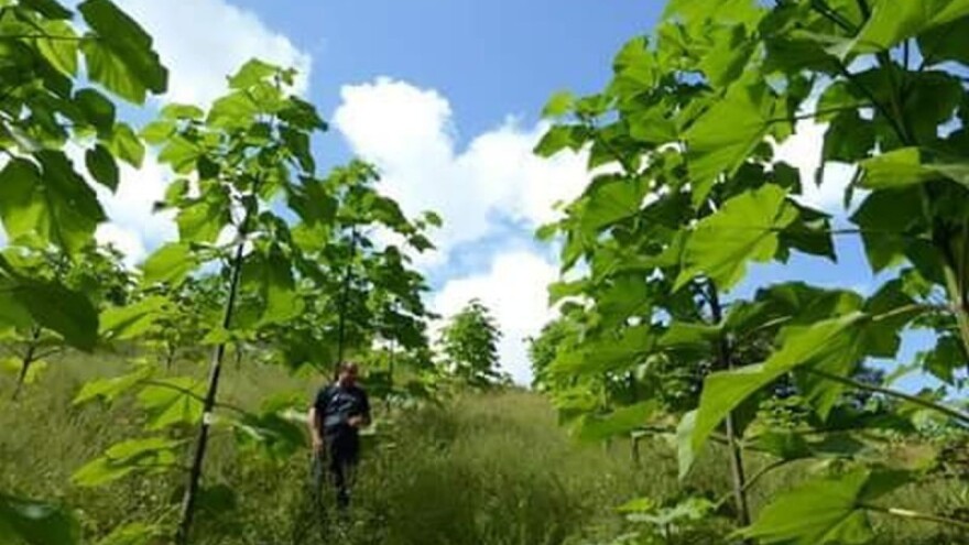 Drvom budućnosti grade i vlastitu budućnost