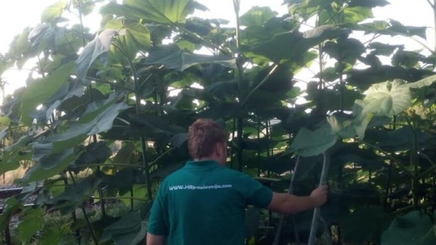 U pravo vrijeme legalizirana sadnja paulovnije!