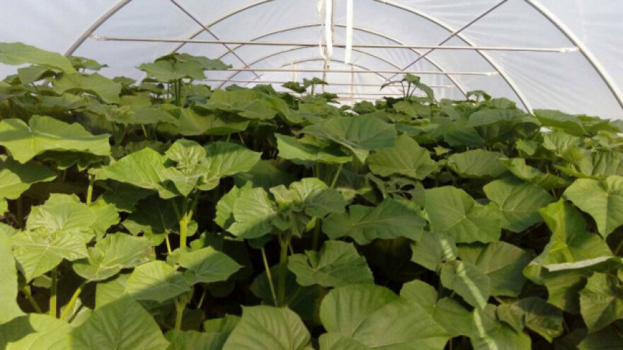 Sadnice paulovnije uspješno proizvodi bračni par Garić