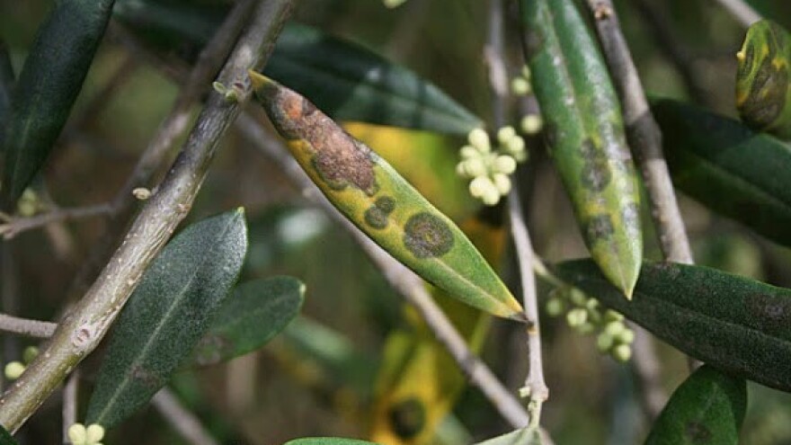 Zimskim prskanjem na vrijeme spriječite paunovo oko u maslinicima