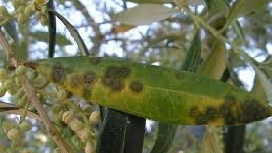 Zadarskim maslinicima prijete paunovo oko i maslinina muha