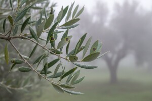Paunovo oko, spriječite razvoj bolesti