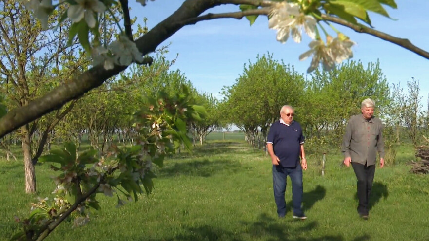 Voćar Ivica Pavičić: Kad imaš znanje i iskustvo, a teorija ti odlučuje o sudbini