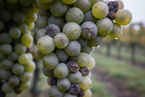 Pazite se plamenjače, pepelnice i sive plijesni!