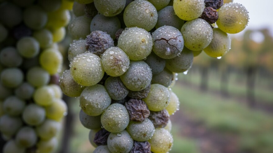 Pazite se plamenjače, pepelnice i sive plijesni!