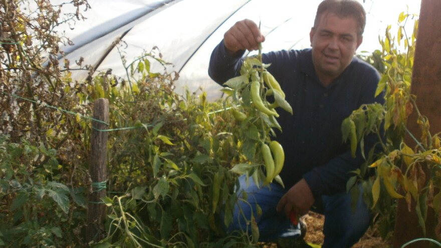 Paraćin: Biće paprike i u decembru