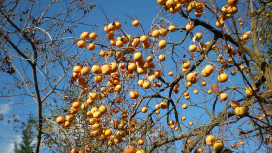 Za jedan plod kakija i nekoliko eura!