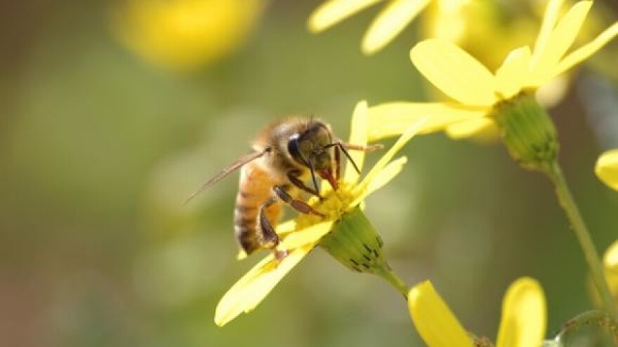 Trenutni sustav poticaja izuzetno loš za hrvatske eko-pčelare