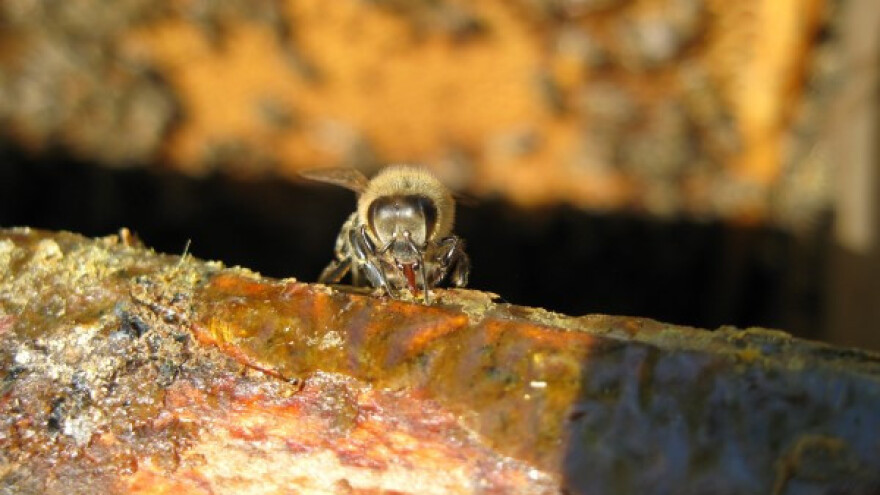 Banatski suncokret spasao srpsko pčelarstvo