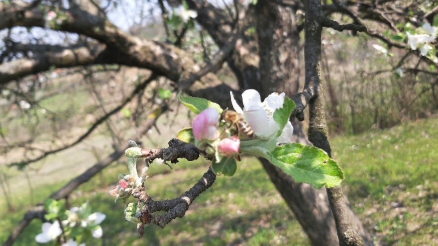 Šteta od trovanje pčela u Sokobanji, Rumi i Bojniku - 500.000 evra?