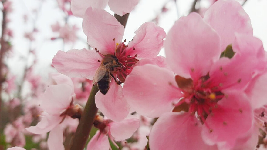 Sezona je cvetanja voća - čuvajte pčele!