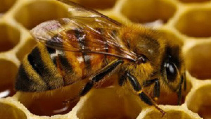 Proizvodnja meda u saću 2. dio