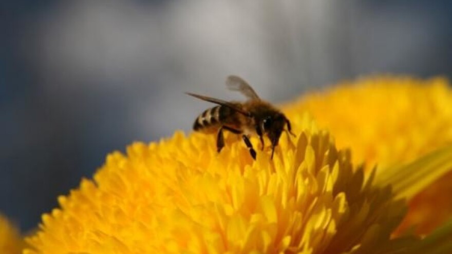 Hrvatska proizvede 5000 tona meda, od čega izveze polovicu