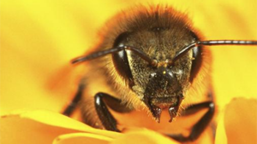 Pčelari se ne moraju bojati EU