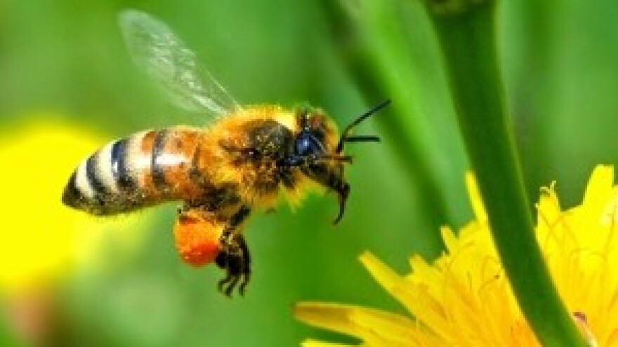 Suša pojela 40 posto prinosa meda