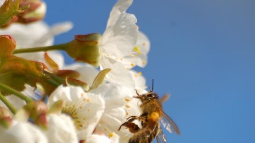 Pčelarstvo - šansa za otočane