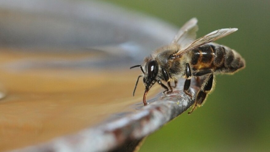 Globalno zatopljenje skraćuje jezik pčelama?