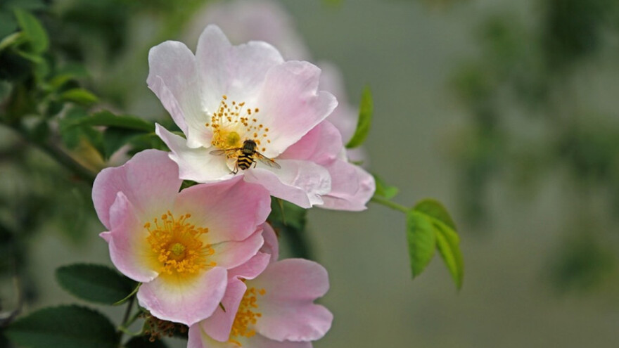 Pčele kao inspiracija za fotografije