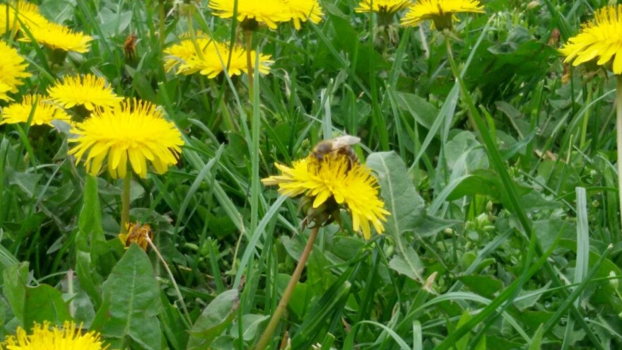 Jestivi korovi koji verovatno rastu i u vašem dvorištu