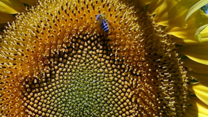 Pčelari najveći gubitnici klimatskih promena