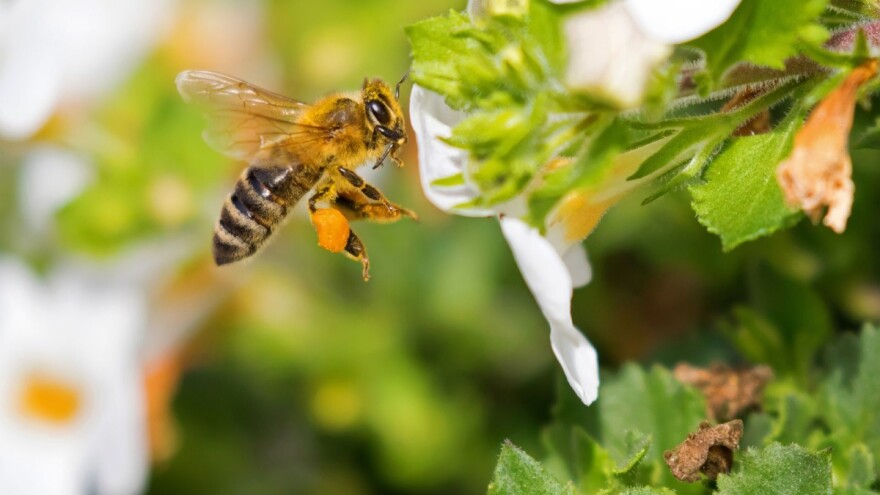 EFSA: Prikupljanje i analiza podataka mogla bi biti "prekretnica" u europskoj kampanji za zaštitu pčela!