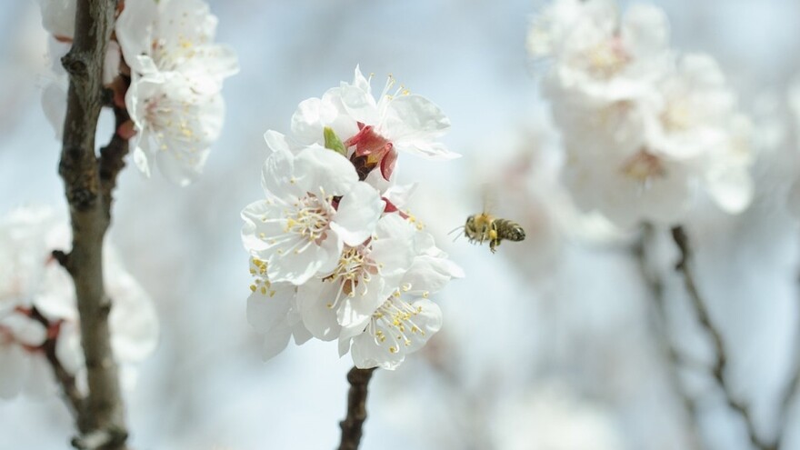 Pčelari očekuju dobru sezonu, strahuju od prskanja