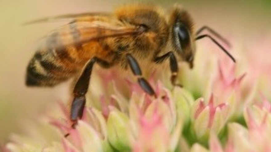 Uspjeh pčelarstva u Osječko-baranjskoj županiji