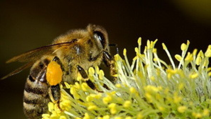 Pčelarstvo iznad prosjeka
