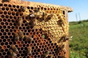Dobra vijest za pčelinje zajednice