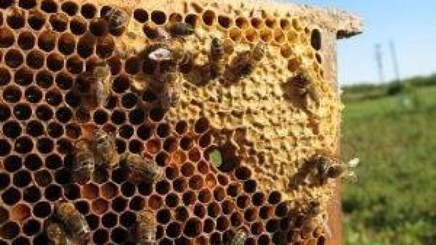 Dobra vijest za pčelinje zajednice