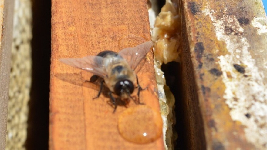 Traži se superpčela 2.0!