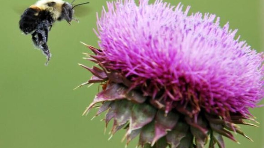 Nestašica meda pogodila Hrvatsku