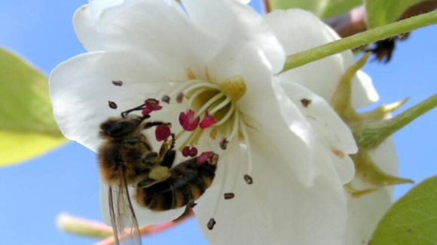 Oprašivači i drugi korisni kukci u proizvodnji voća