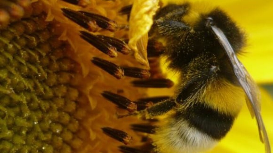 Naredba o mjerama zaštite životinja