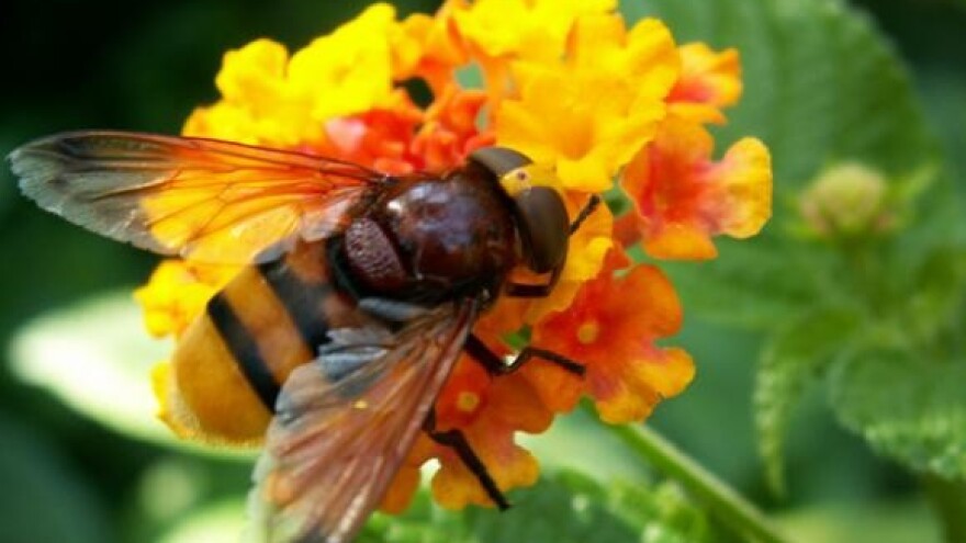 Primjena pčelinjih proizvoda u zaštiti ljudskog zdravlja