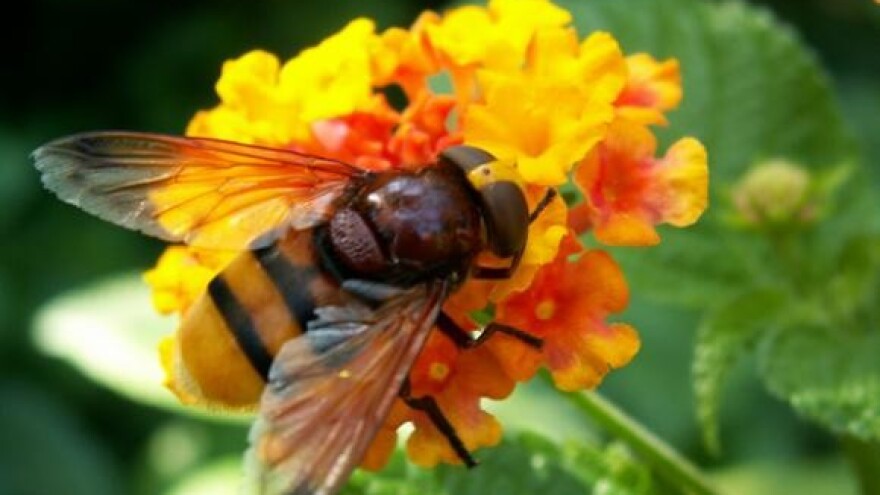 Pčelarska proizvodnja na obiteljskom gospodarstvu