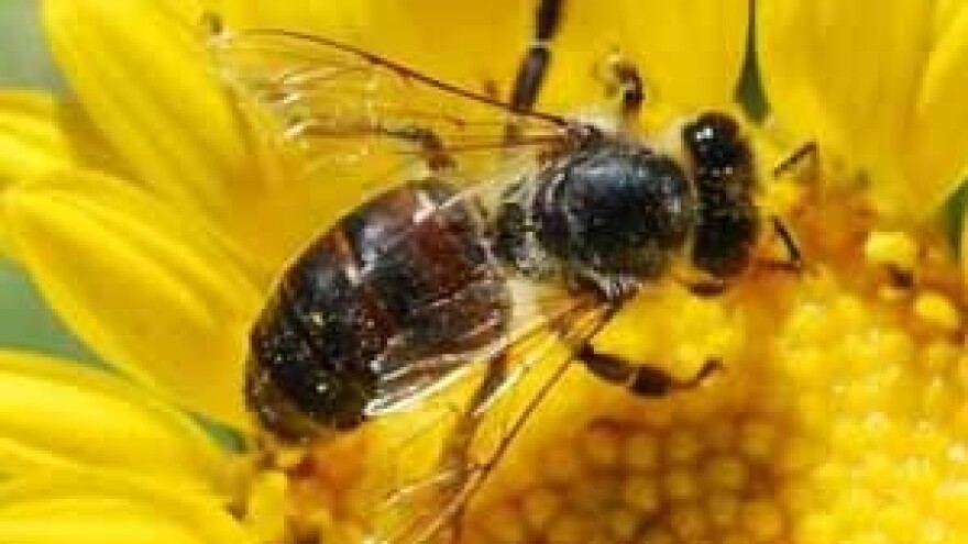 Čeka nas pomor pčela