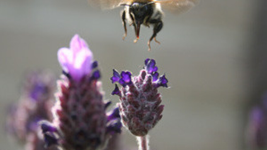 Pčelinje paše sve manje
